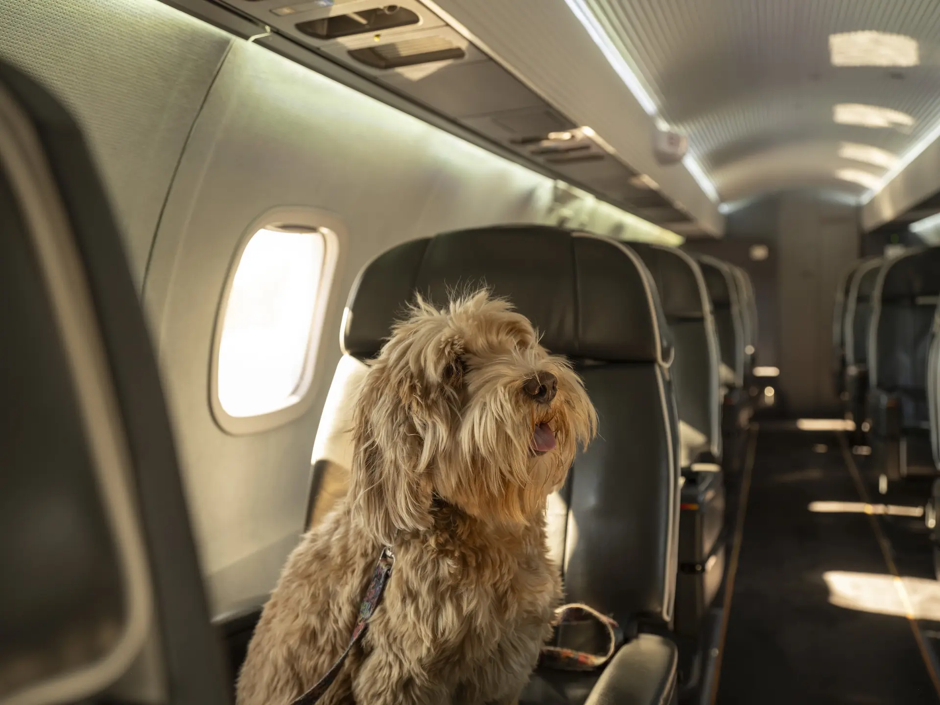 pets-welcome-on-aero-flights